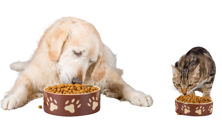 Pet Food